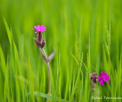 Sidsel Tonnessen in: photo.net